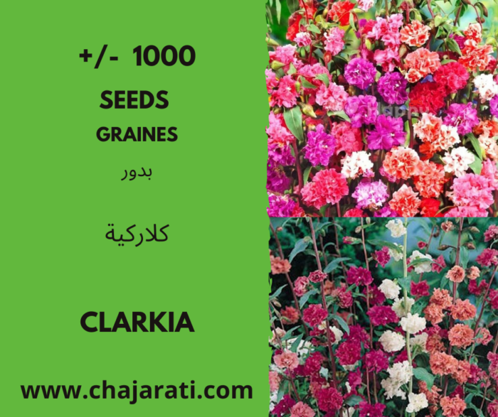 Graines de Clarkia