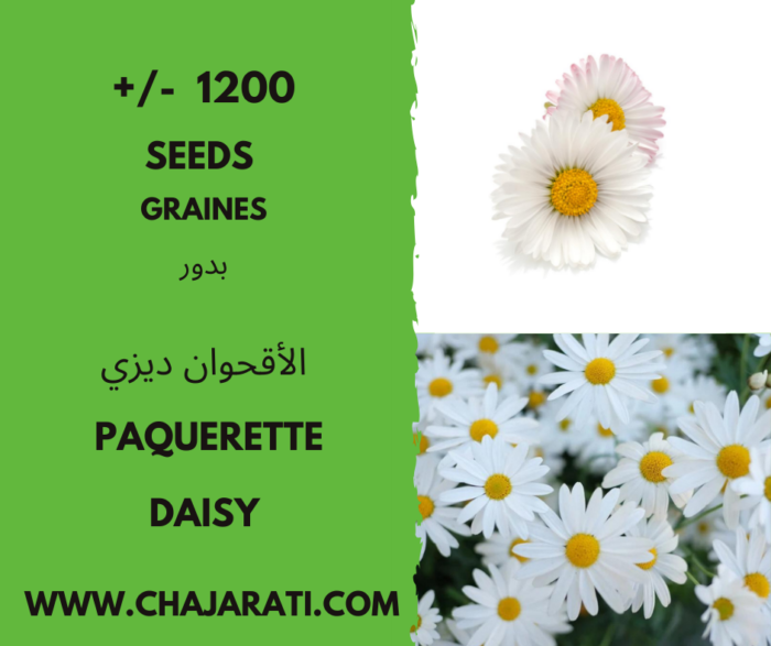 Graines de Paquerette - Daisy seeds