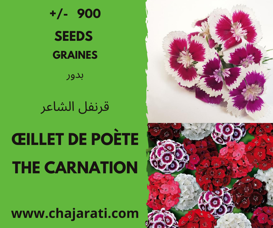 Graines Chajarati œillet De Poète