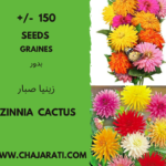 Graines de Zinnia Cactus - Zinnia Cactus seeds