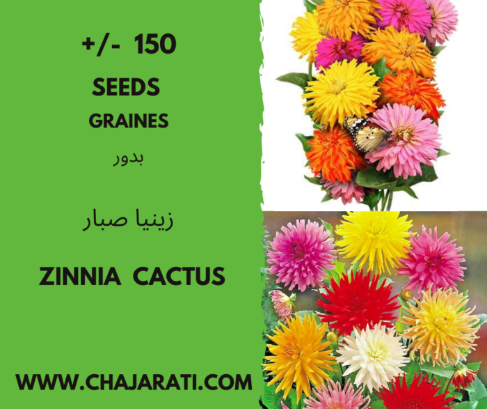 Graines de Zinnia Cactus - Zinnia Cactus seeds