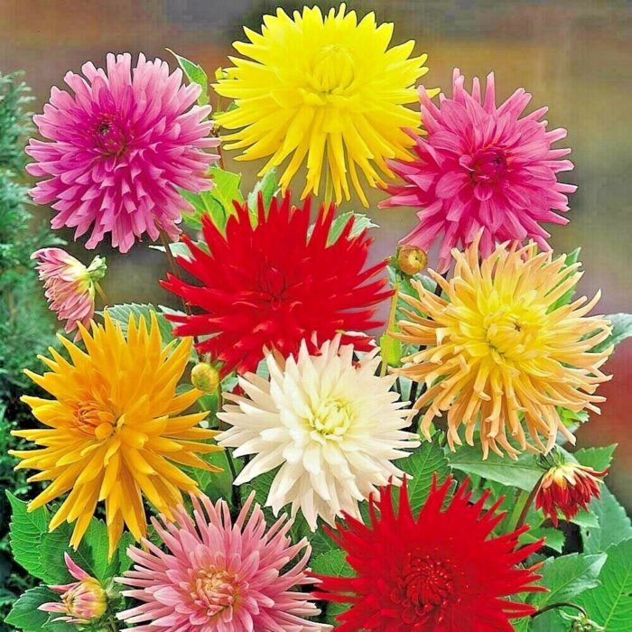 Graines de Zinnia Cactus - Zinnia Cactus seeds