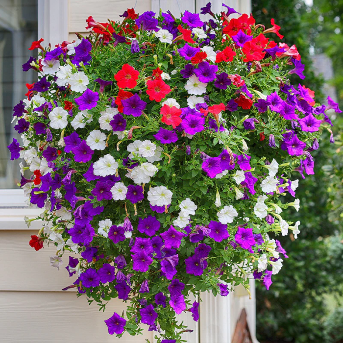 Graines de Pétunia Nain