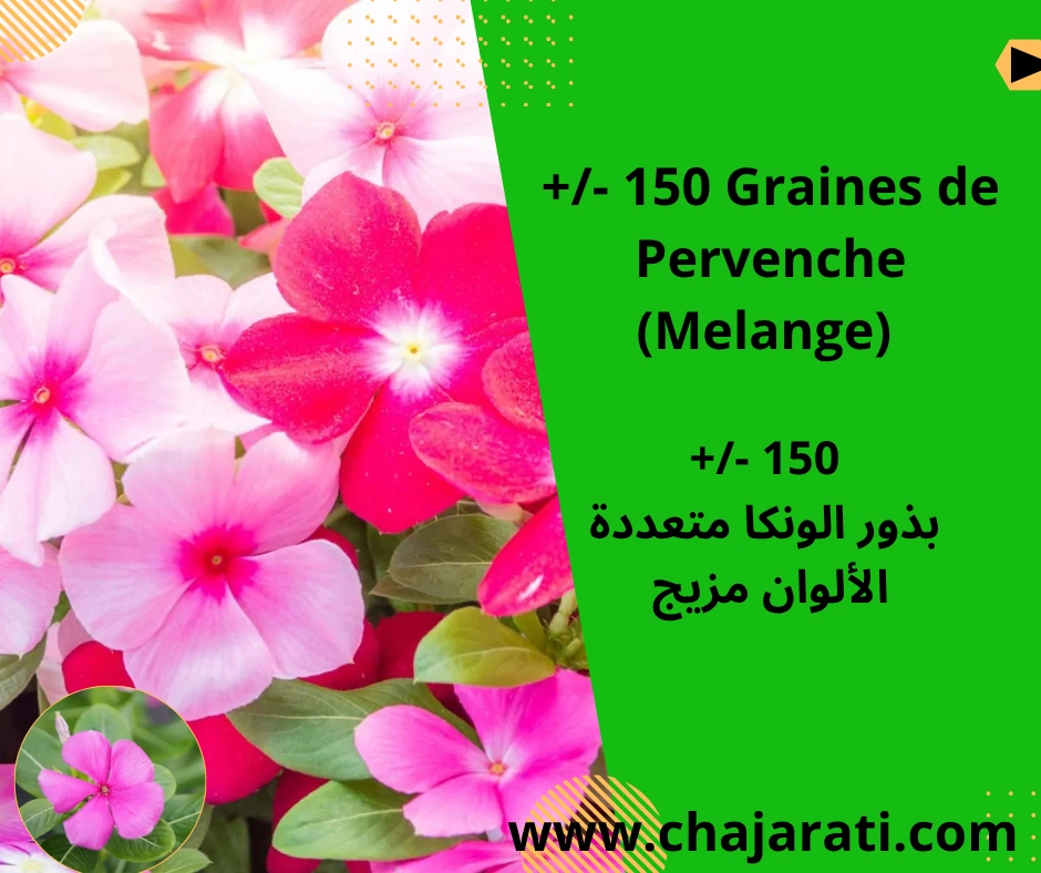 Graines de Pervenche (Mélange) – Vinca /  بذور الونكا متعددة الألوان مزيج