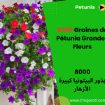 000 Graines de Pétunia Grandes Fleurs بذور البيتونيا كبيرة الأزهار