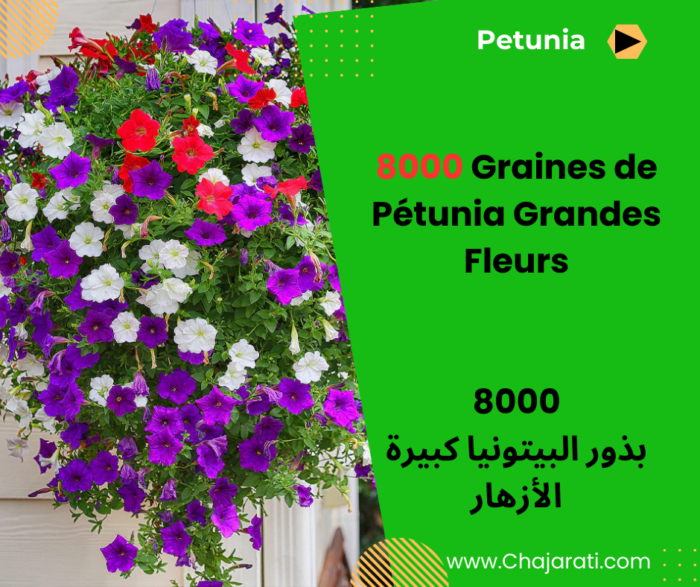 000 Graines de Pétunia Grandes Fleurs بذور البيتونيا كبيرة الأزهار