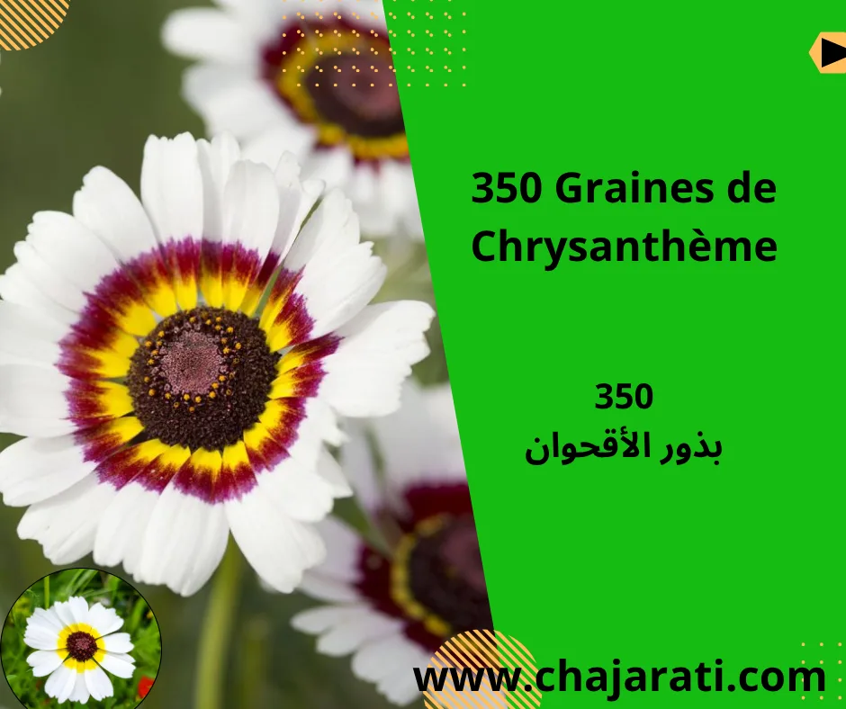 Graines de Chrysanthème