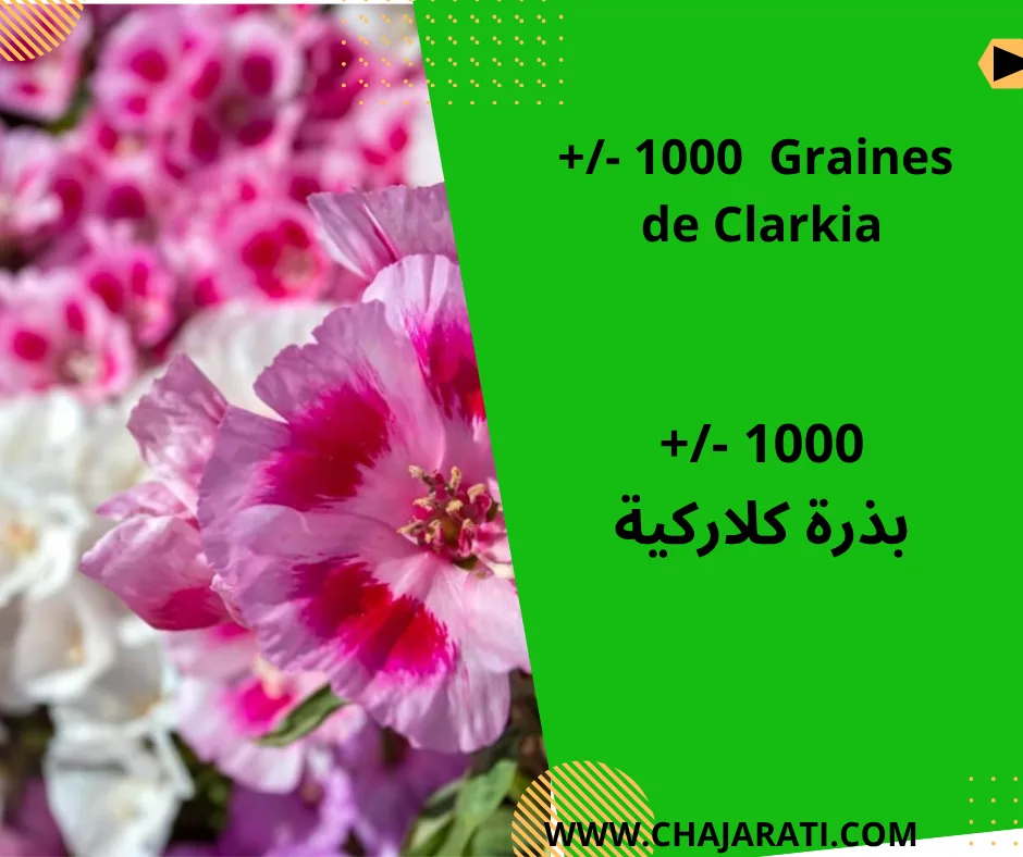 Graines de Clarkia    -بذور كلاركية