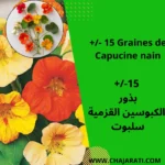 بذور الكبوسين القزمية سلبوت