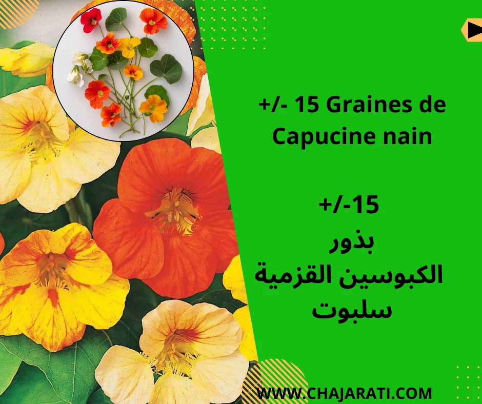 Graines de Capucine Nain – بذور  الكبوسين القزمية سلبوت