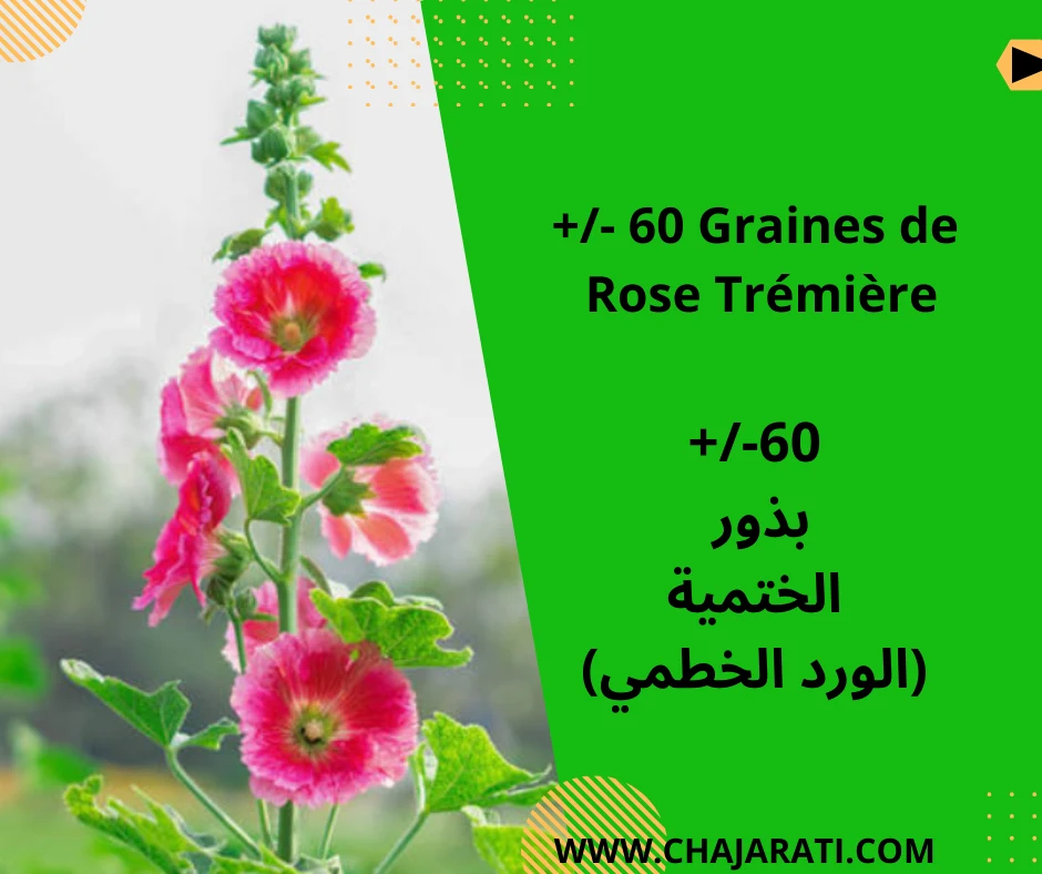 Graines de Rose trémière – بذور الختمية (الورد الخطمي)