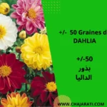 50 Graines de DAHLIA - بذور الداليا