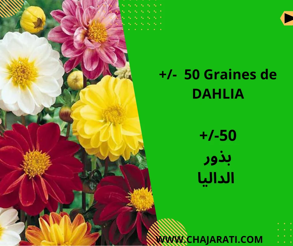 50 Graines de DAHLIA  –  بذور الداليا