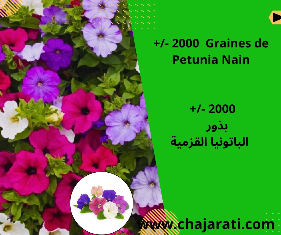 +/- 2000  Graines de Petunia Nain –    بذور  الباتونيا القزمية