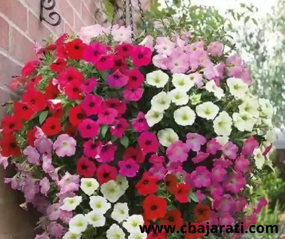 +/- 2000  Graines de Petunia Nain –    بذور  الباتونيا القزمية