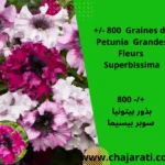 +/- 800 Graines de Petunia Grandes Fleurs Superbissima - +/- 800 بذور بيتونيا سوبر بيسيما