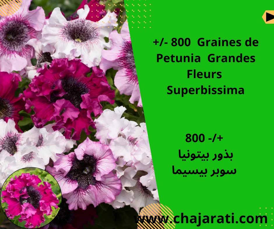+/- 800  Graines de Petunia  Grandes Fleurs  Superbissima –