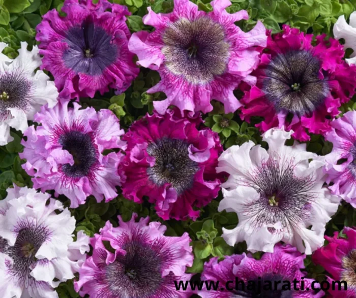 +/- 800 Graines de Petunia Grandes Fleurs Superbissima - +/- 800 بذور بيتونيا سوبر بيسيما