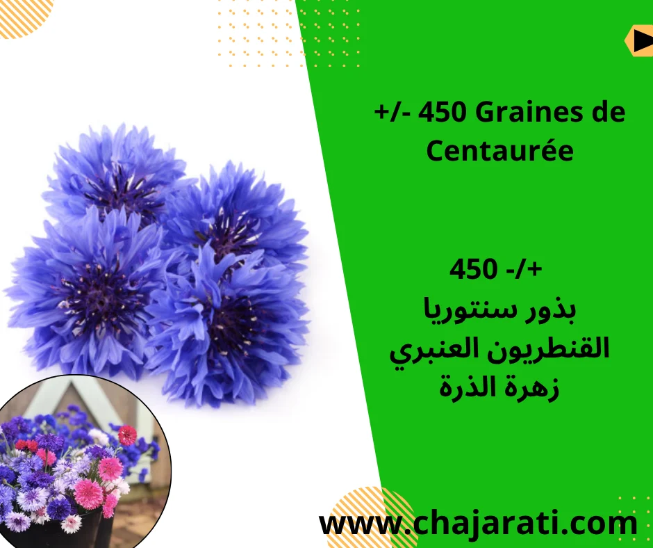 Graines de  Centaurée –