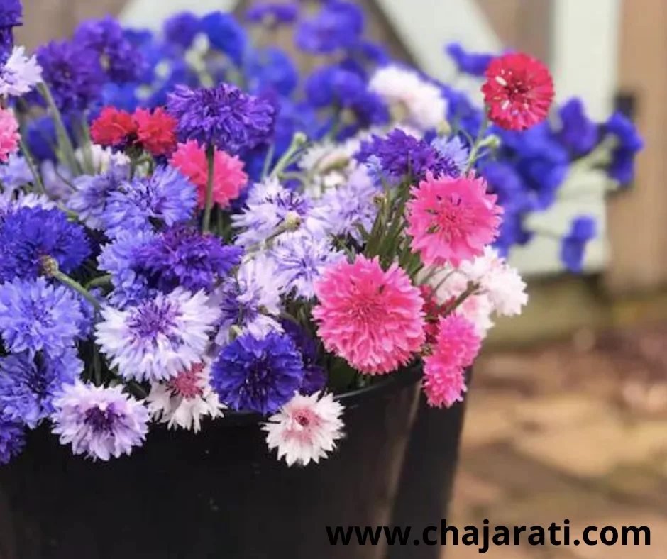 Graines de  Centaurée – بذور سنتوريا القنطريون العنبري