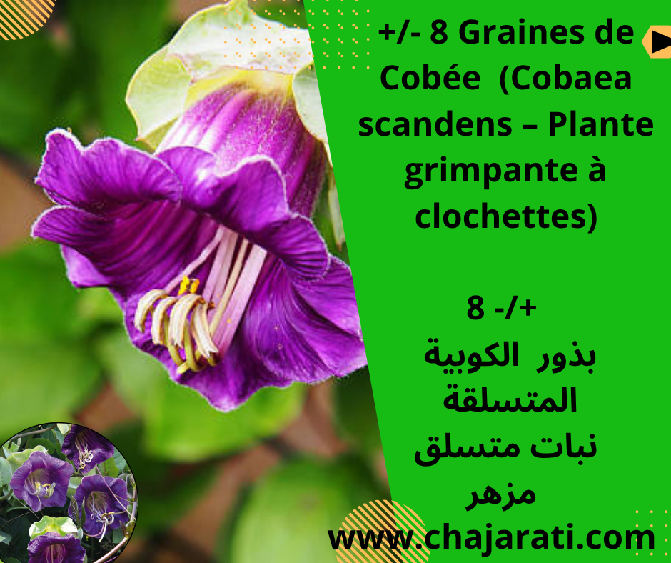 Graines de Cobée  (Cobaea scandens – Plante grimpante à clochettes)