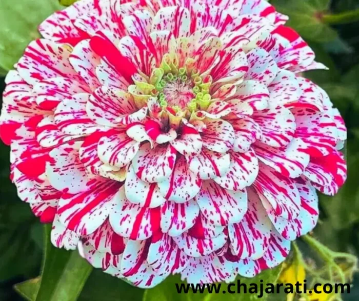 +/- 150 Graines de Zinnia Peppermint Stick - بذور زينيا بيبرمينت ستيك
