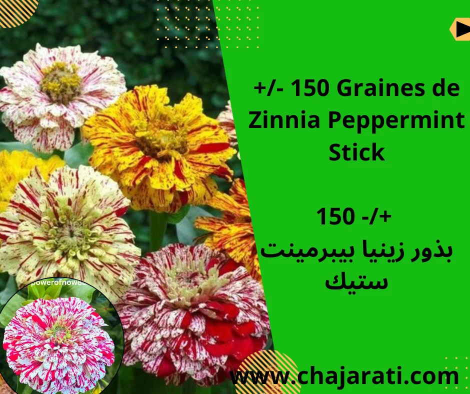 +/- 150 Graines de Zinnia Peppermint Stick –  بذور زينيا بيبرمينت ستيك