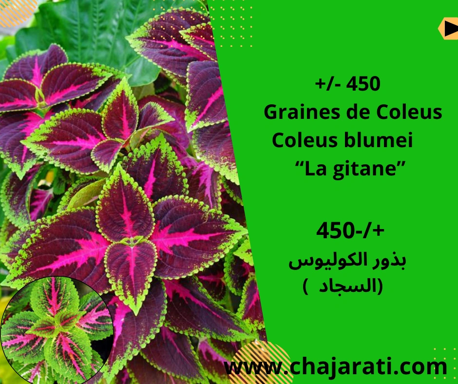 Graines de Coleus  (Coleus blumei – “La gitane”