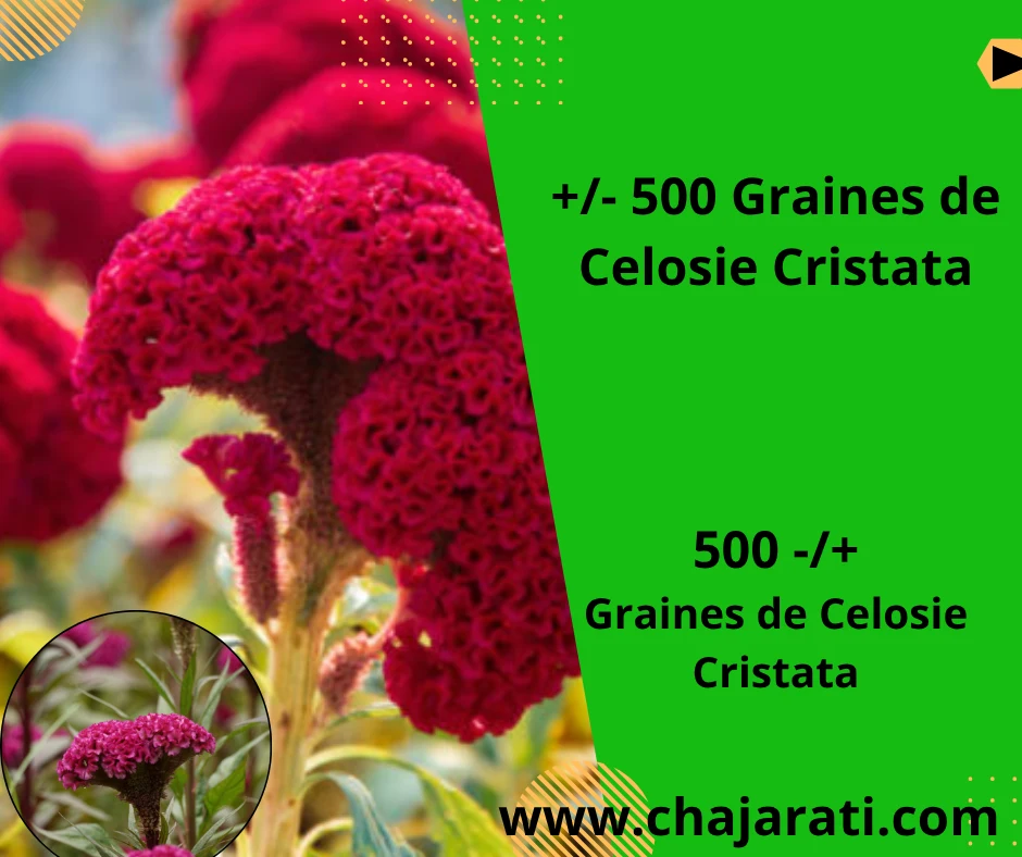 Graines de Célosie  cristata  crête-de-coq