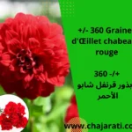 Graines d'Œillet chabeaud rouge - بذور قرنفل شابو الأحمر