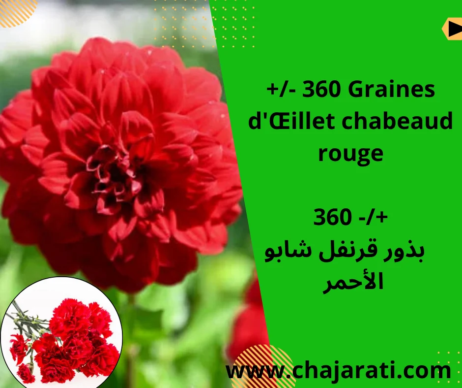 Graines d’Œillet chabeaud rouge –  بذور قرنفل شابو الأحمر