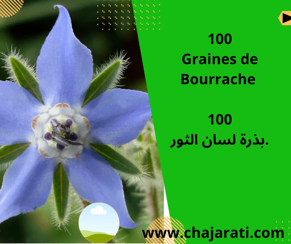 Graines de Bourrache – بذور لسان الثور
