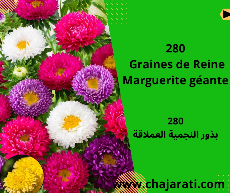Graines de Reine Marguerite géante -بذور النجمية العملاقة