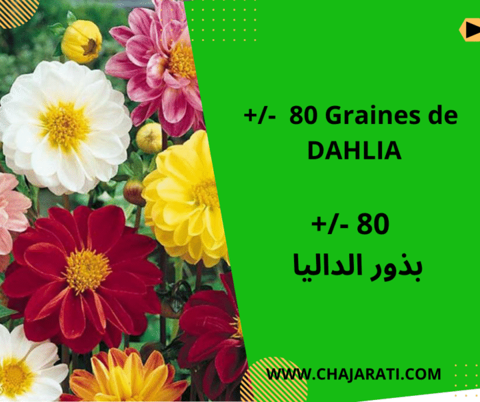 Graines de Dahlia بذور الداليا