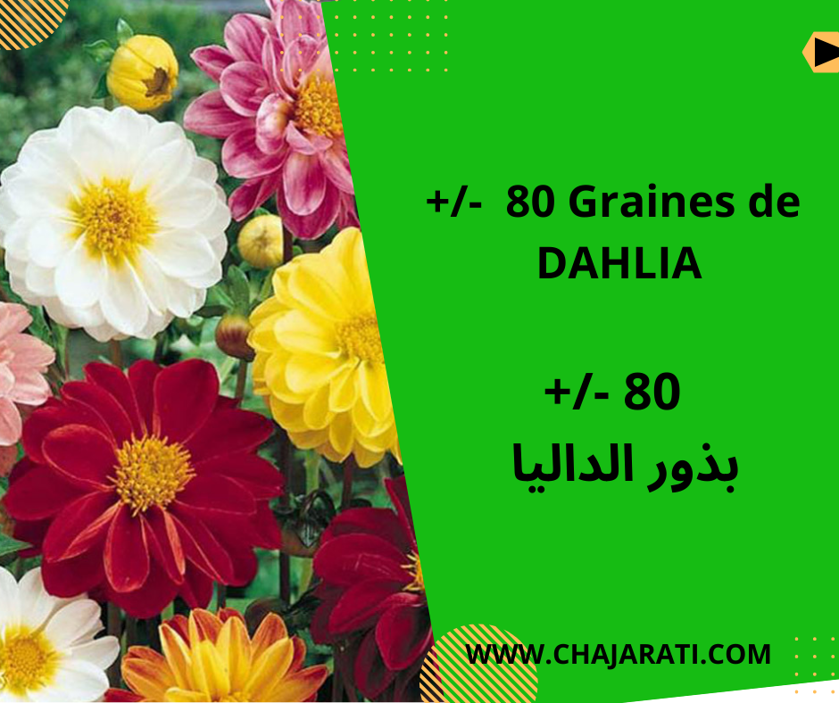 Graines de Dahlia بذور الداليا