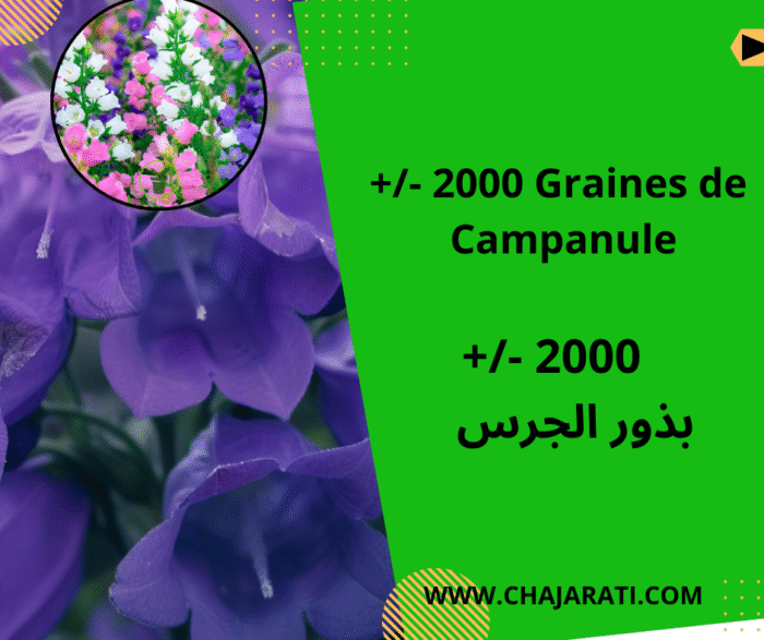 Graines de Campanule بذور الجرس