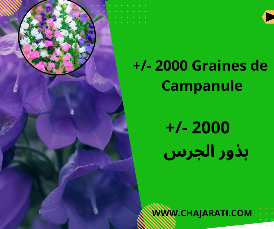Graines de Campanule