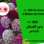 Graines d’Œillet de Poète بذور القرنفل الشاعر