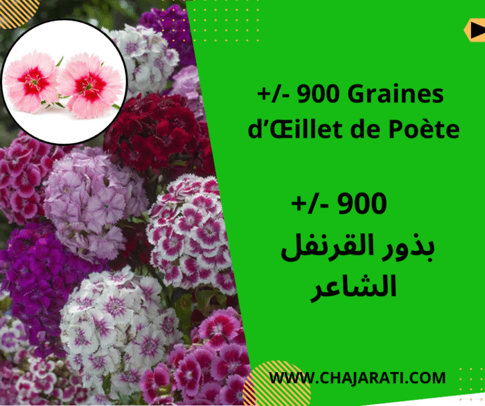 Graines d’Œillet de Poète بذور القرنفل الشاعر