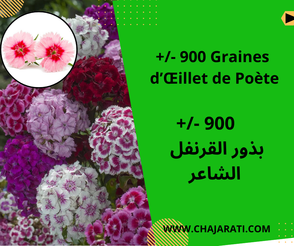 Graines d’Œillet de Poète