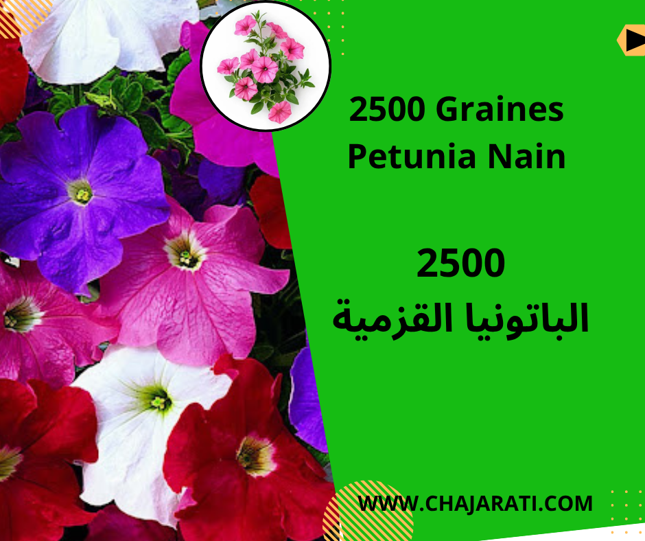 Graines de Petunia Nain –  الباتونيا القزمية