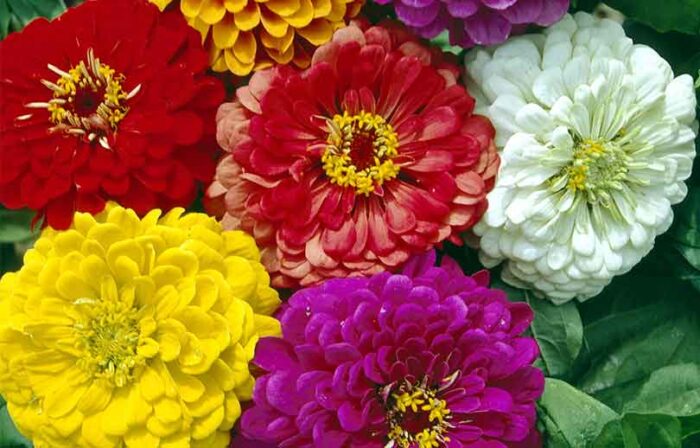 Graines de Zinnia Géant de Californie