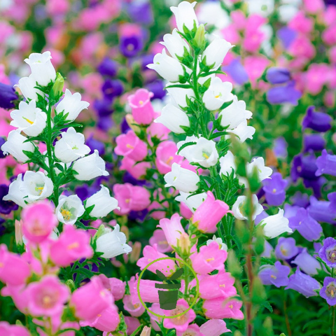 Graines de Campanule