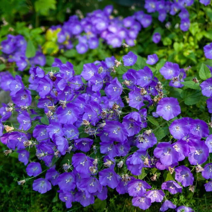 Graines de Campanule Violet