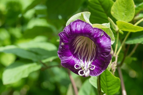 close-cathedral-bells-cobea-scandens-600nw-1817251043