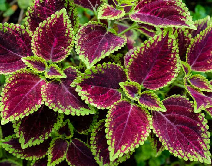 coleus graine chajarati2