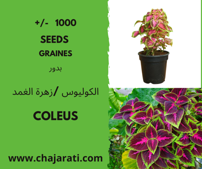 coleus graine chajarati