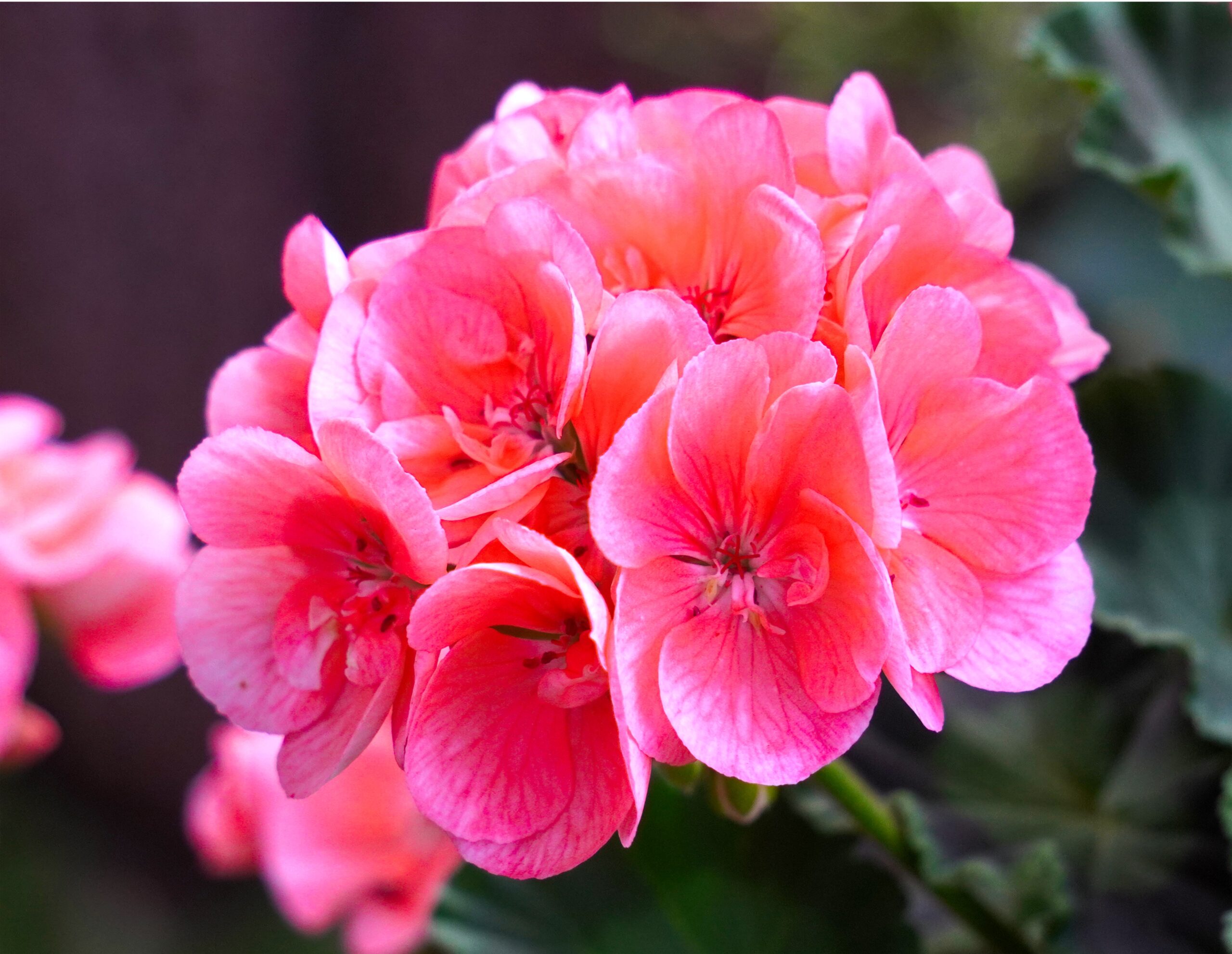 geranium