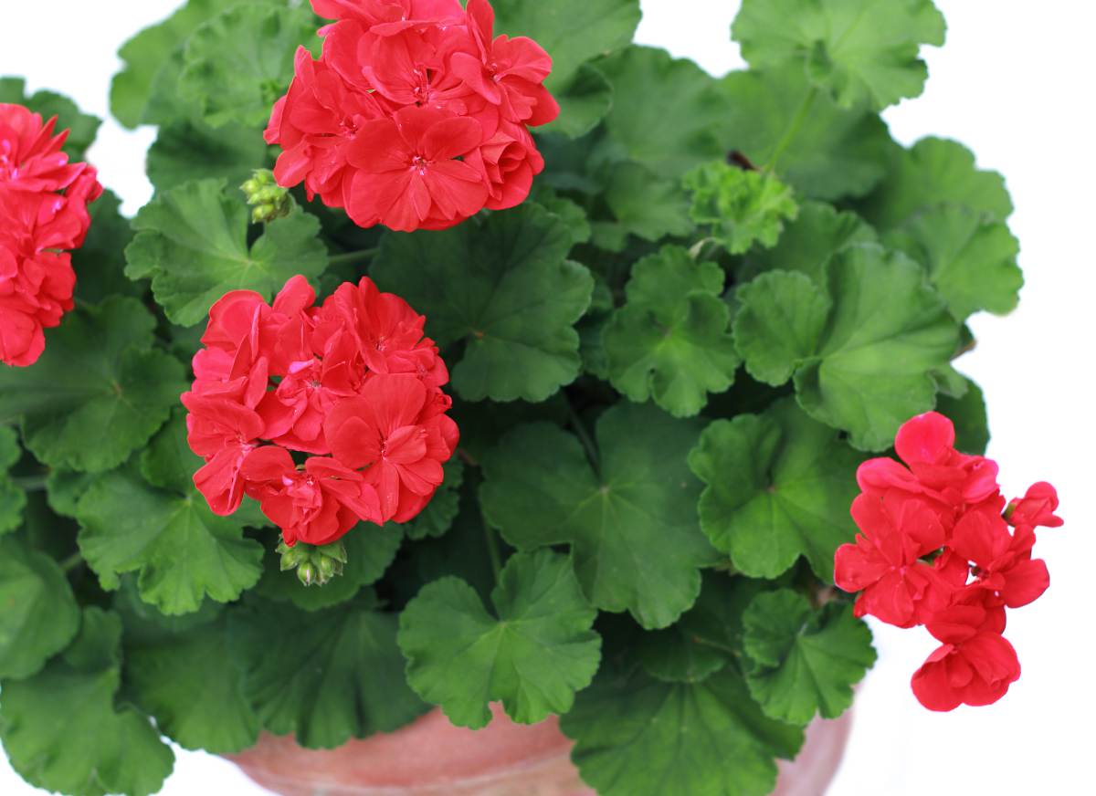 geranium