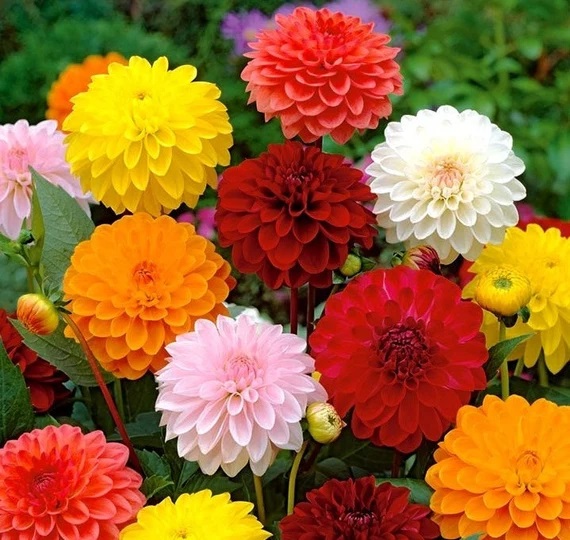 Graines de Dahlia